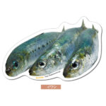 イワシのポストカード