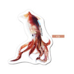 イカのポストカード