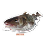 マダラのポストカード