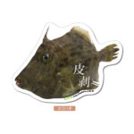 カワハギのポストカード