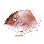 マダイのポストカード